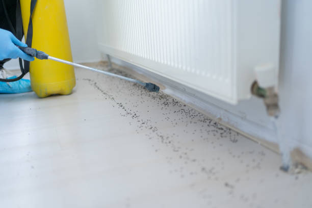 Reliable Alafaya, FL Pest Control Solutions